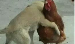 鸡哥早期爆料图片视频大全,图片视频大全回顾