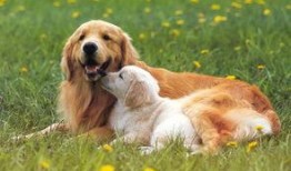 狗狗电视剧,狗狗电视剧温情回顾