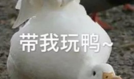 娱乐吃瓜酱鸭鸭视频下载