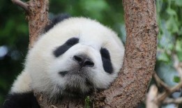 娱乐吃瓜酱大熊猫生气,萌态十足吃瓜酱娱乐