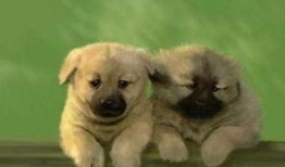 狗狗电视剧,狗狗电视剧温情回顾