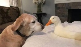 娱乐吃瓜酱鸭鸭视频下载