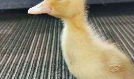 娱乐吃瓜酱鸭鸭视频下载