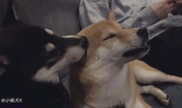 狗狗电视剧,狗狗电视剧温情回顾