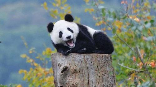 娱乐吃瓜熊猫视频下载,娱乐瞬间尽收眼底